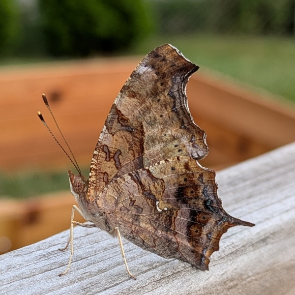 ♥️ - Picture 4 of 11